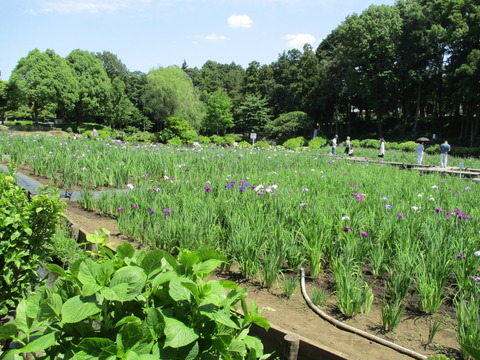163-1花しょうぶ田1-1