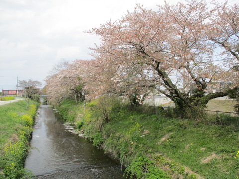 157豊穂川4