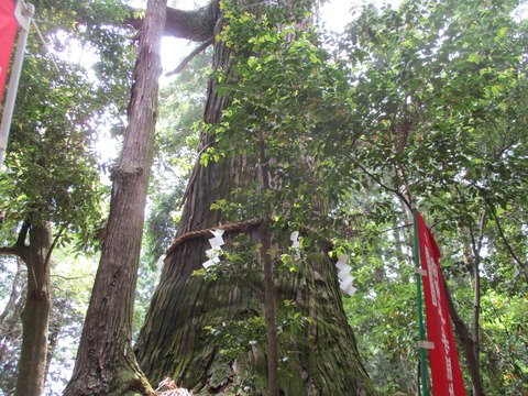 124大杉3