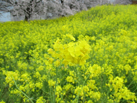 115熊谷桜堤21