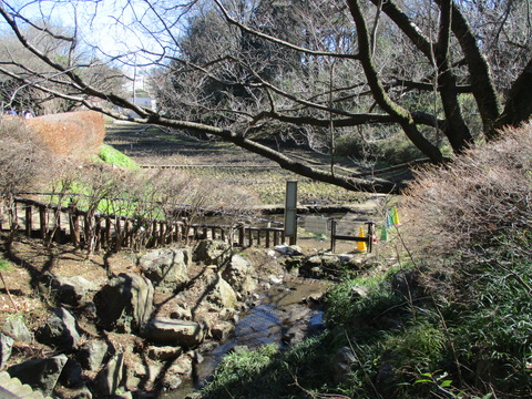 80駒場野公園11