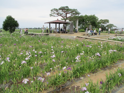 109菖蒲城址あやめ園8