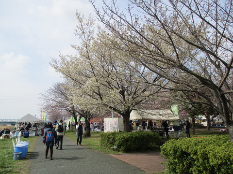 10小松川千本桜5