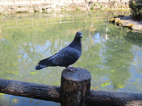 111鍋島松濤公園5