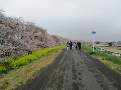 104熊谷桜堤10