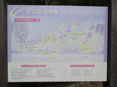 121ほたる公園5