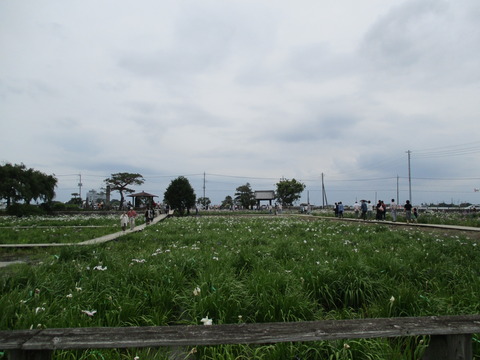 112菖蒲城址あやめ園11