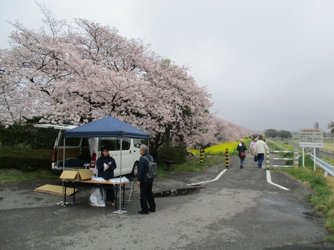 95熊谷桜堤1