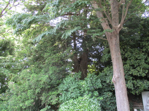 130徳星寺14