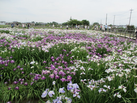 107菖蒲城址あやめ園6