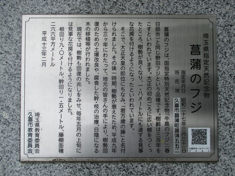 38菖蒲のフジ2