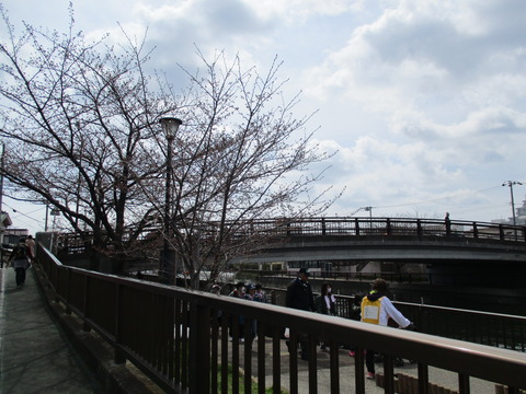 35新川千本桜8