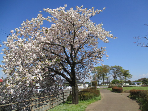 15-2遊歩道3-2
