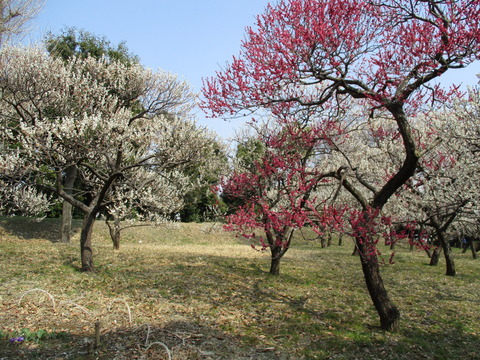 125府中市郷土の森博物館5