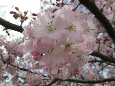 121小山総合公園16