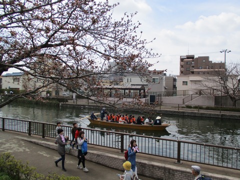 39新川千本桜12