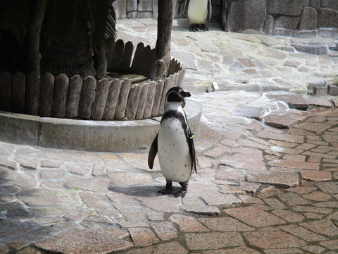 78自然動物園3