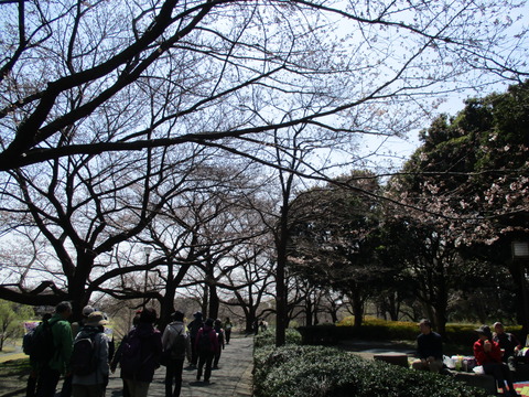 89桜並木2
