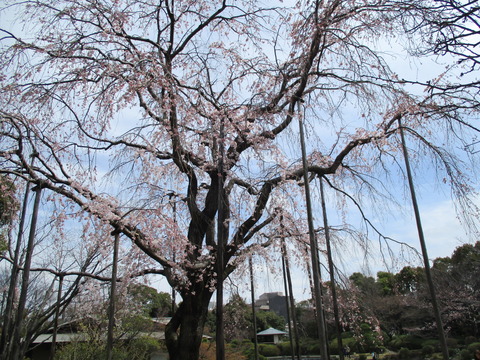 62しだれ桜2
