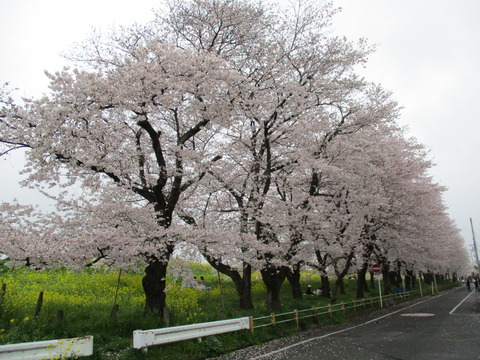 118熊谷桜堤24