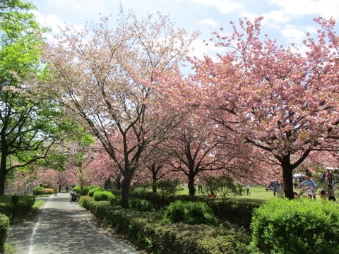 123再び天平の丘公園4