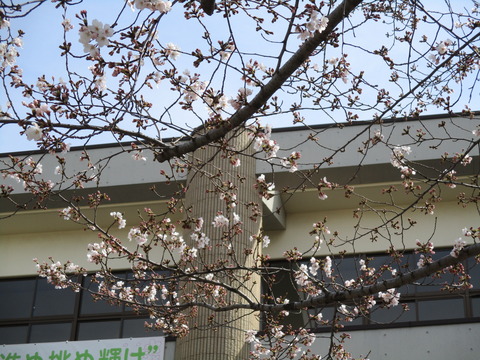 182桜木中学校2