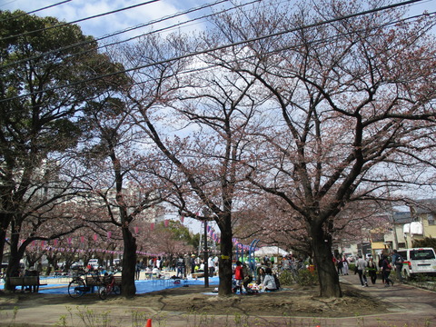 51宇喜田さくら公園2