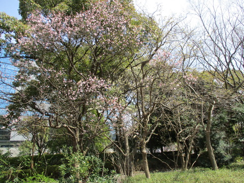 93清新町緑道4