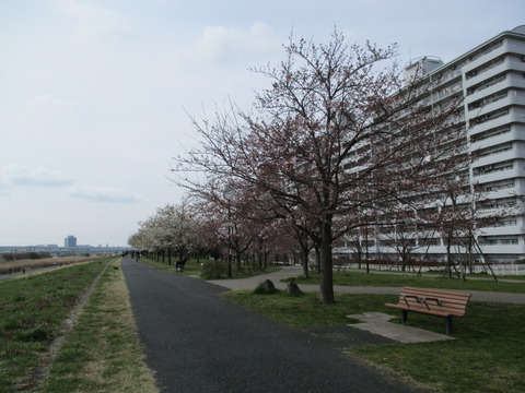 06小松川千本桜1
