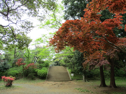 65広場・紅葉