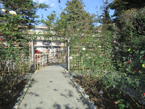116バラ園2