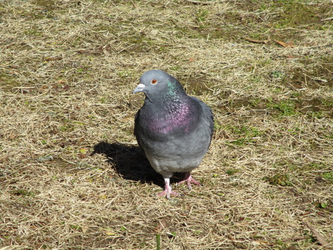 29鳩