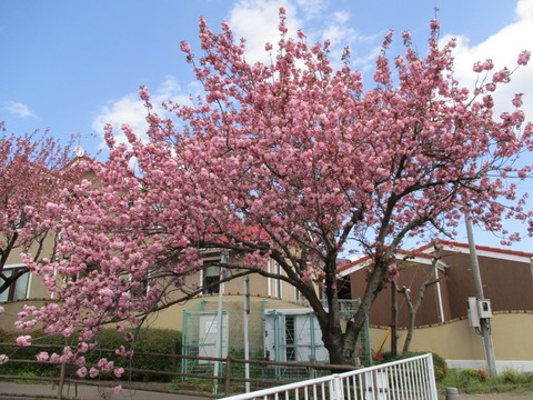 181川沿い2