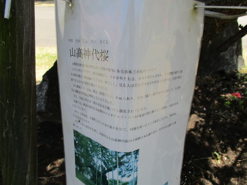 72山高神代桜3
