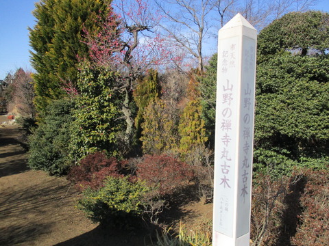156山野の禅寺丸古木標柱