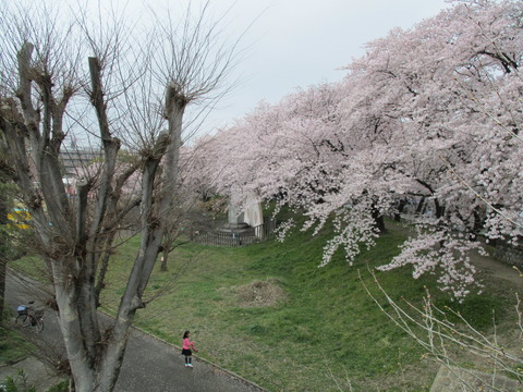 120万平公園2