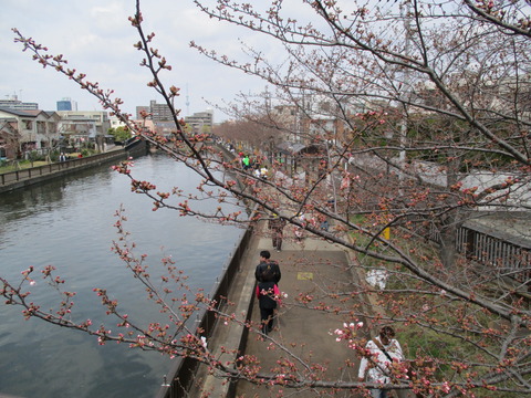 36新川千本桜9
