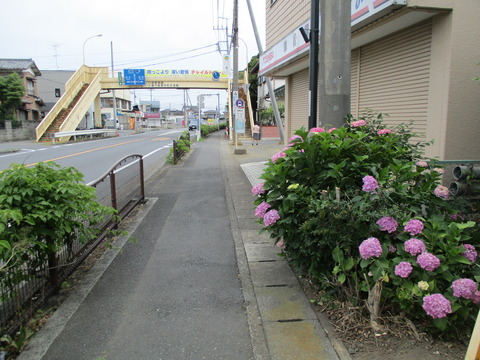 10-0あじさい
