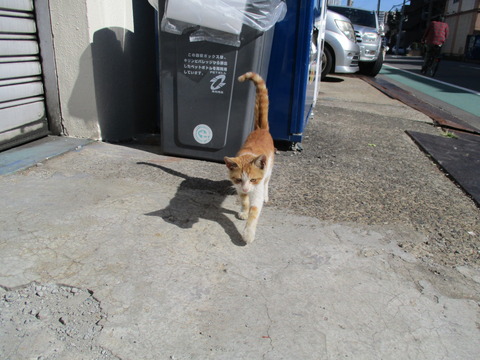 51猫6