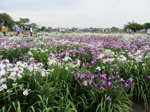 108菖蒲城址あやめ園7