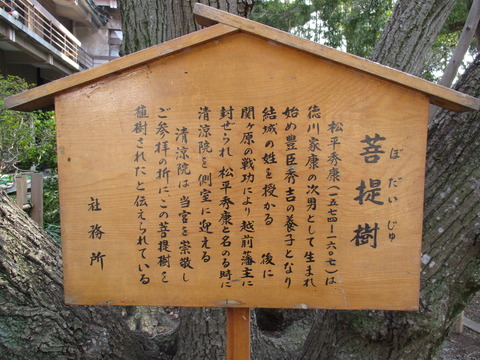 215菩提樹2