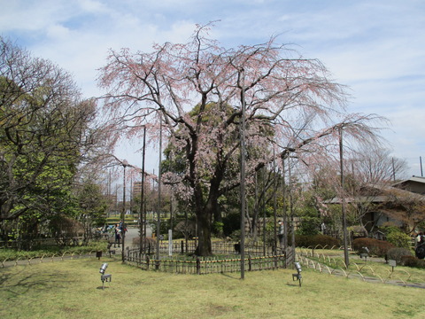 61しだれ桜1