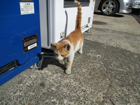 50猫5