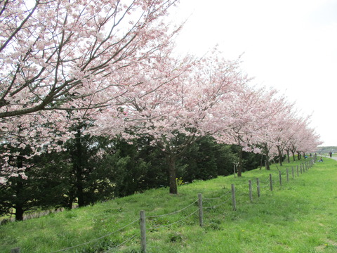 115小山総合公園10