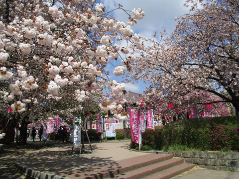 49天平の丘公園6