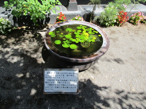 64鉢