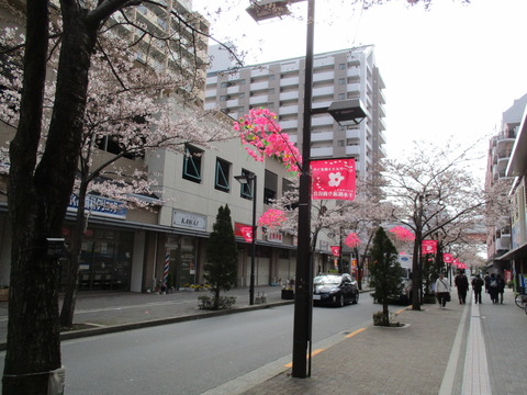 04千本桜通り商店会1