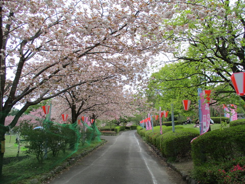143改めて桜1