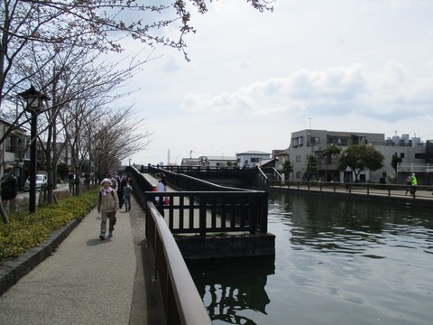 32新川千本桜5