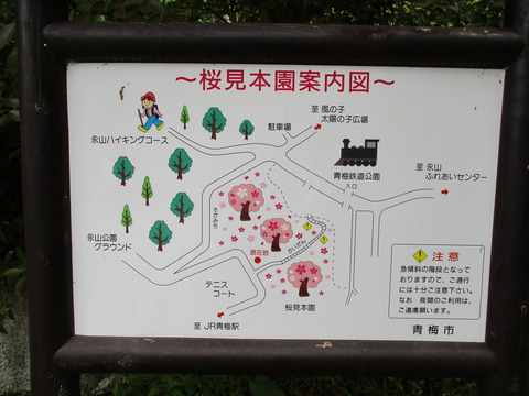16桜見本園2